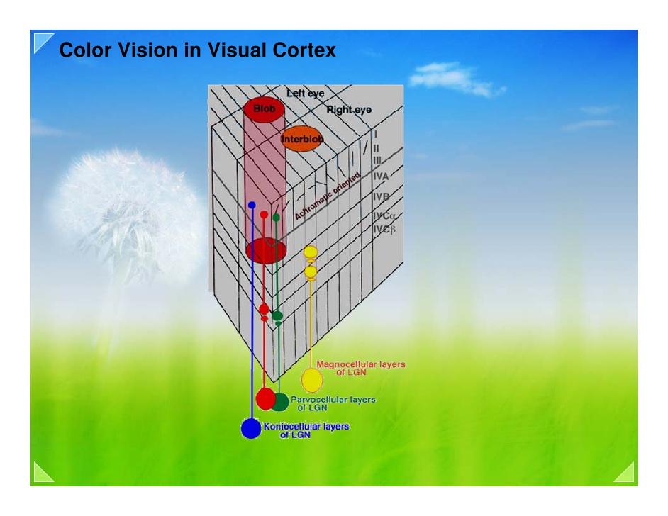 Visual Cortex X https://image.slidesharecdn.