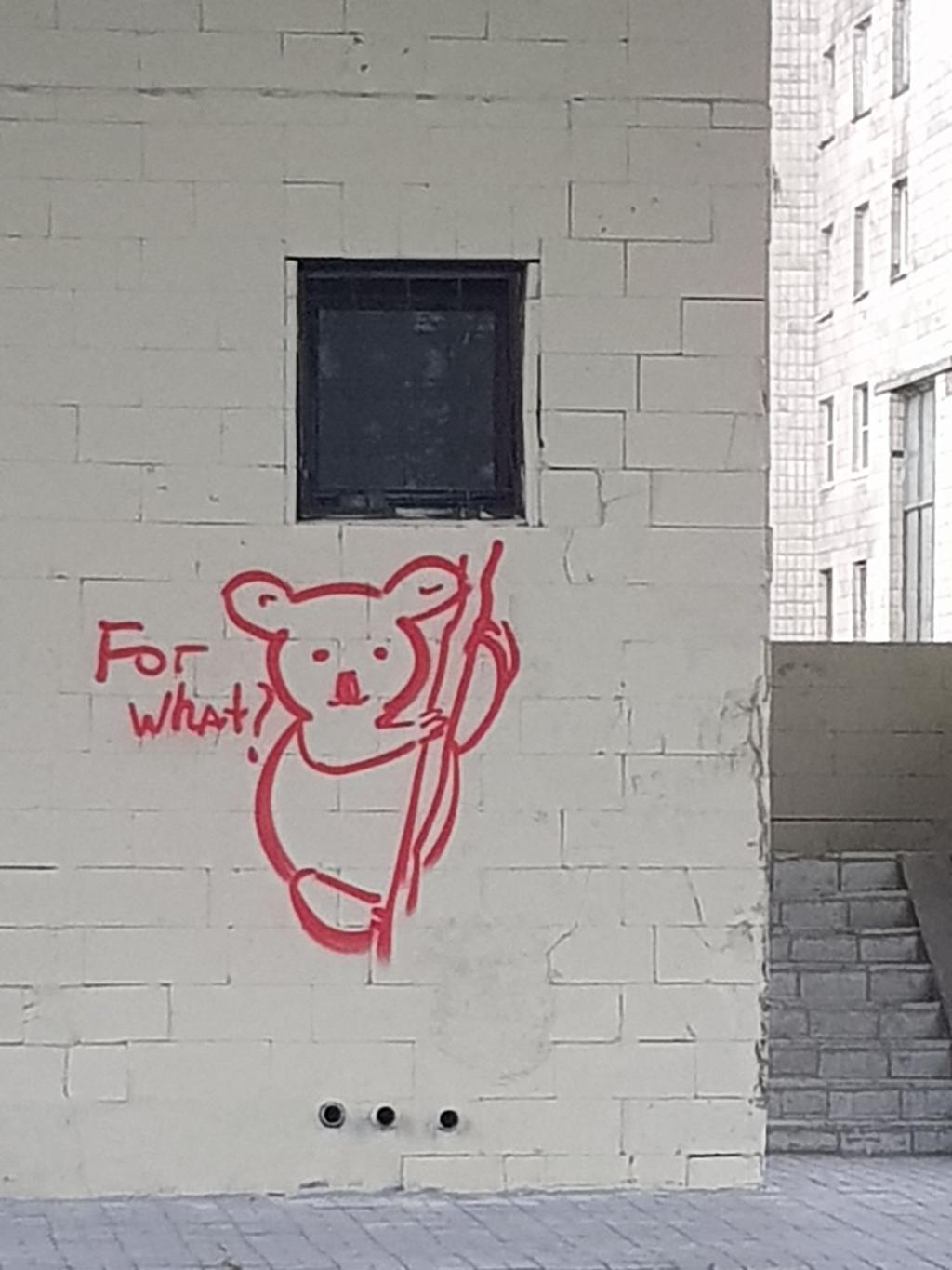 Q&A Image: Photo of Koala graffiti