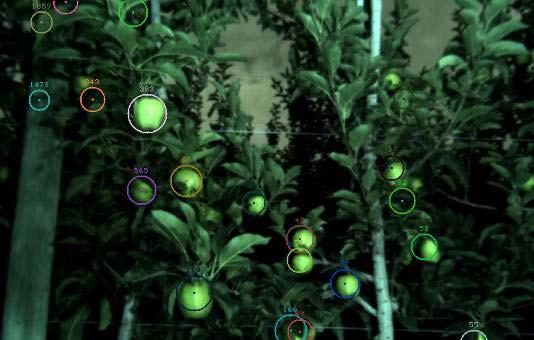 which detected fruit were outlined with circles suggested that a large percentage of more distant fruit were not visible to the Scout's cameras because they either were obscured by closer foliage and