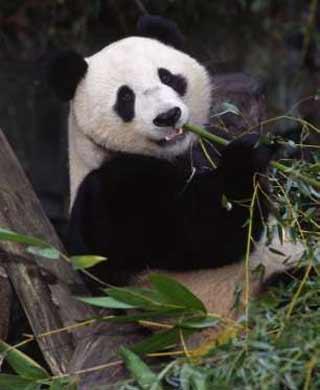 我十九 suì Nǐ jǐ suì? 1 Hua Mei became the first giant panda born in the Western Hemisphere when she was born at the San Diego Zoo in 1999.