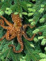How reliable is the Internet? Let s check out this website on the tree octopus. Guess what??? It s a complete hoax!