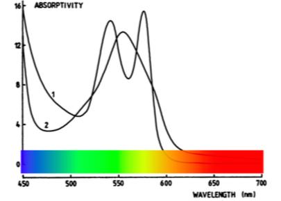 CHAPTER 2. THEORY 4 Figure 2.1: Absorption spectra. it is lowest in the blue part. PPG signals can be divided in two parts: DC component and AC component.