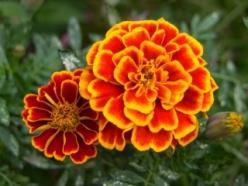 The marigold is associated with the sun - being vibrant