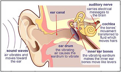 Section 2 : Exporing sounds and music Hearing We hear because sound waves enter the ear and cause the eardrum to vibrate.