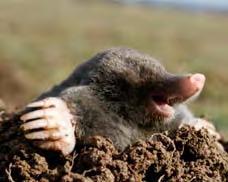 Moles Moles are small animals. They live in the ground. They like to dig. They can dig fast. Moles dig holes to make a home. They pile dirt on the holes. Their homes look like domes.