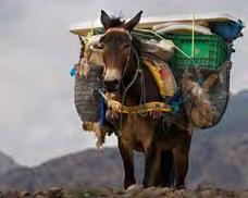 Mules A mule has a body like a horse. Its mother is a horse. A mule has ears like a donkey. Its father is a donkey. People use mules to do work. Mules carry packs.