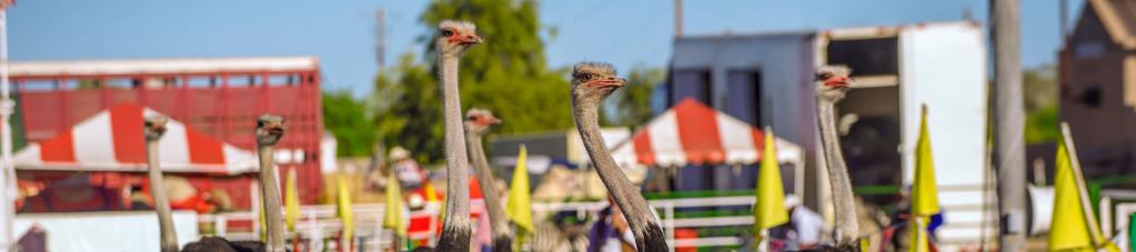 INTRODUCTION 31 st Annual Chandler Chamber Ostrich Festival Now in its 31 st year, the Chandler Chamber Ostrich Festival is one of the Valley s favorite 3-day attractions, drawing approximately