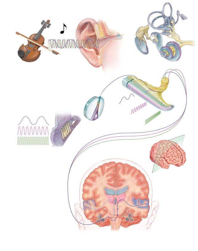 SINGING IN THE BRAIN When a person listens to music, the brain s response involves a number of regions outside the auditory cortex, including areas normally involved in other kinds of thinking.