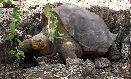 Lonesome George' at the breeding centre Fausto Llerena on
