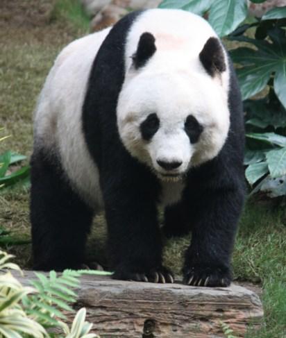 The giant panda is on the World Conservation Union s Red List of Threated Species. Male panda s are bigger than female.