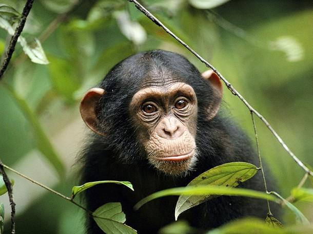 Name: Period: Date: Debate: Are Chimps People Too? Claim/Topic Sentence: Write a sentence stating whether or not you think that Chimps should be treated like people.