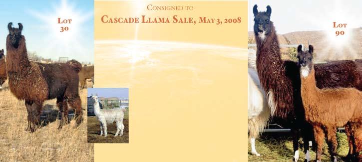 It is also important as a small breeder to try and continue to support a sale as you become more familiar to the llama community.