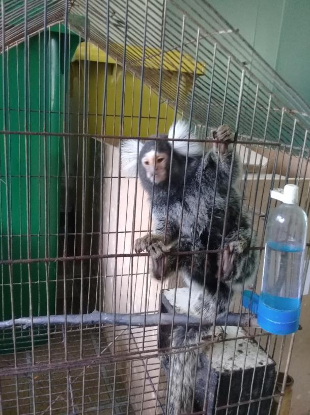 A typical common marmoset