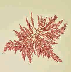 99 Marine Algae. A 19th century collection of dried seaweed specimens, approximately 80 specimens (offset), each individually mounted within a paper fold, folio size 23 x 18.