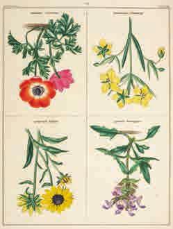 volume also hand-coloured, and 191 hand coloured engraved plates of flowers, edges untrimmed, 20th century quarter cloth, large 8vo, together with Martyn (Thomas), Thirty-Eight Plates, with