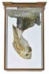 From the Peter Farrington collection (Wilmslow, Cheshire). (1) 60-80 119* Taxidermy.