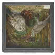 Sparrowhawk & Kestrel, mid 20th century, two birds in a naturalistic setting, displayed in a glass fronted stained wooden case with
