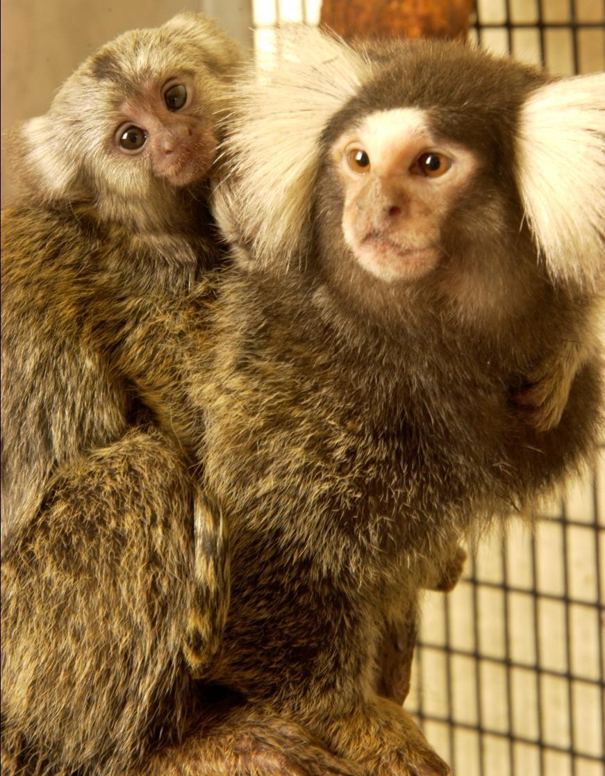 Marmosets NHP models allow control of environment, diet, and medicines Small (350-450 g) Rapidly reproducing Relatively