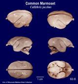 Neuroscience Recent Drivers of Increased Use Visual Systems, Auditory Systems, Cognitive Function, Wiring/Connectivity Benefits of the marmoset Lissencephalic