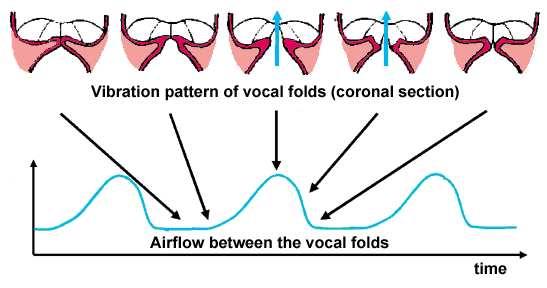 Chapter 3. Voiced sounds production by the phonatory system 28 Figure 3.6: Vocal folds vibration pattern and glottal flow for modal voice.