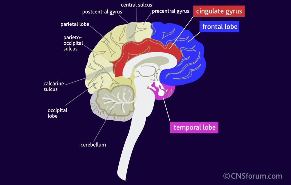 Neurophysiological model of tinnitus Dr.