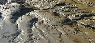 软泥上的青荇, 油油的在水底招摇 ; 在康河的柔波里, 我甘心做一条水草!
