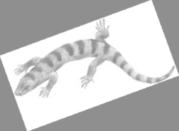 In some species of this reptile, the fat-storage organ can break off by a spontaneous muscular contraction and rapidly regenerate.