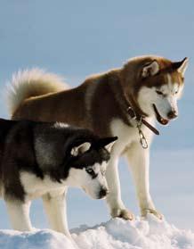 BUSINESS OVERVIEW Snow Dogs (DVD Unlimited) 26 000 s % 2,000 1,600 1,200 800 400 7 6 5 4 3 2 1 0 0 6.