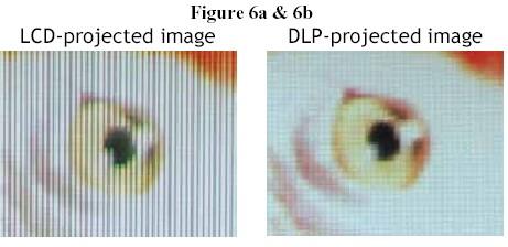 This digitized photograph of a parrot was used to demonstrate the seamless, filmlike DLP picture advantage detailed in Figures 6a and b.