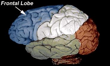 planning Parietal Lobe - higher sensory and language functions
