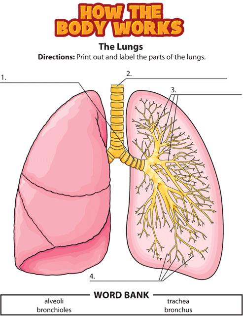 a) The respiratory system is made up of the trachea, the lungs, and the: b) When you breathe in air, you bring oxygen into your lungs and blow out: c) What is the name of the tiny air sacs in your