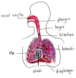 Below your lungs is the diaphragm (say dye-a-fram). This is a big muscle that works with your lungs to get air in (inhale) and out (exhale). You can feel how they work together. 1.