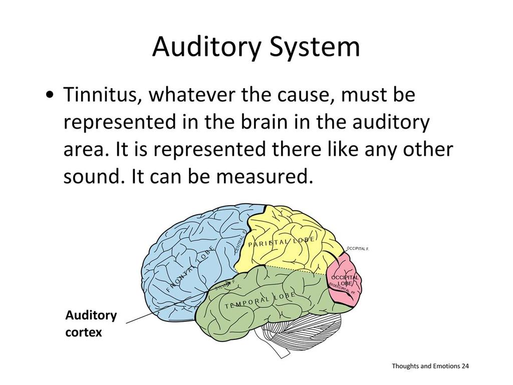 The auditory cortex is part of the temporal lobe in the brain, which codes the sounds we hear and