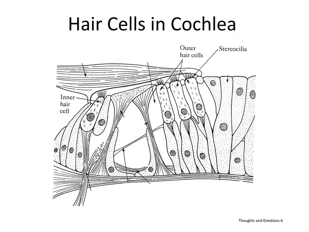 Inside cochlea are thousands of hair cells and nerves Inner and outer hair cells OHC amplify