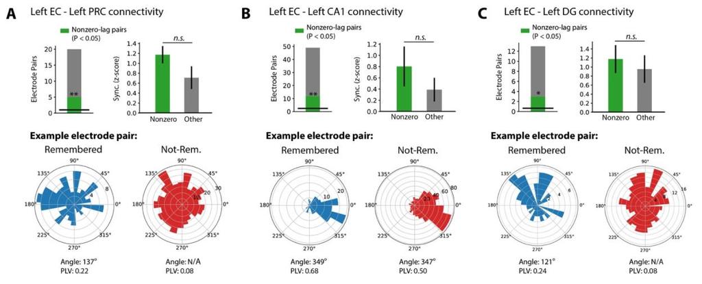 Nonzero lagged pairs exhibited significantly greater synchronization between left CA1 and left EC (P < 0.01). Figure S3. Circular m-test for zero-lagged pairs. Related to Figure 4. A-C.
